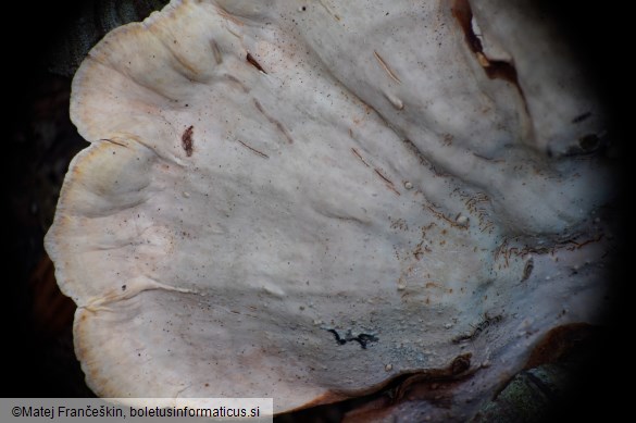 Stereum subtomentosum