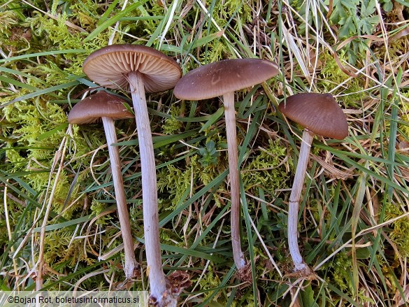 Entoloma hirtipes