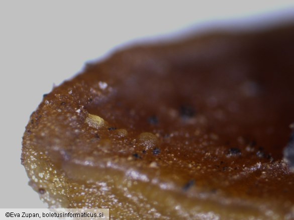 Paragalactinia michelii