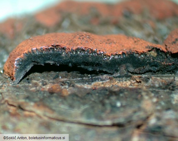 Hypoxylon ticinense