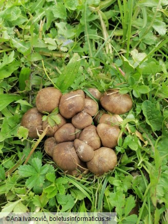 Lyophyllum loricatum