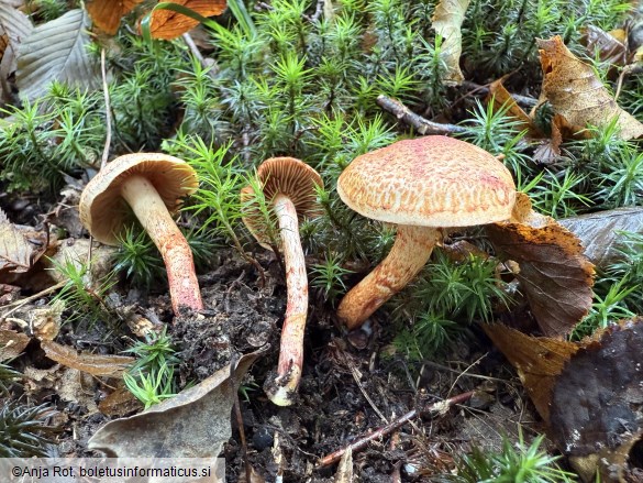Cortinarius bolaris