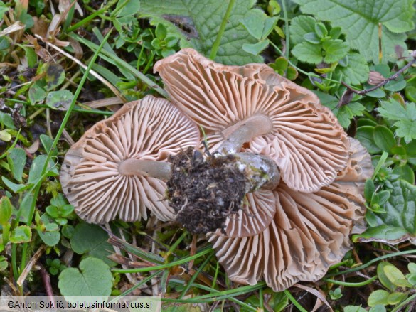 Entoloma catalaunicum