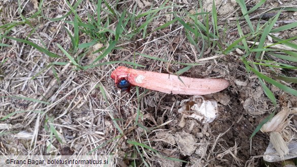 Aseroe rubra