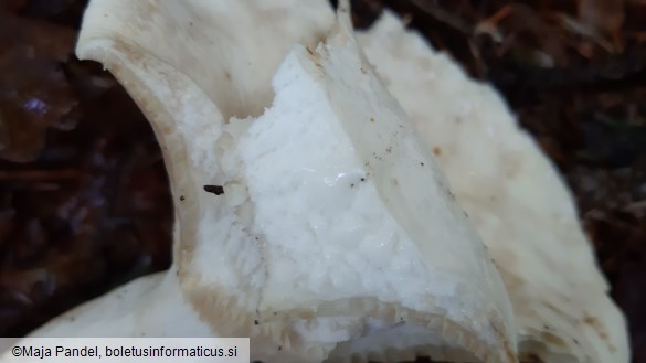 Lactarius piperatus