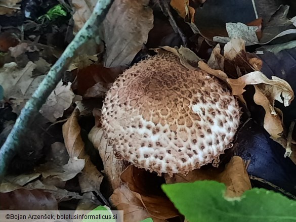 Echinoderma asperum