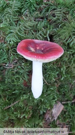 Russula aquosa