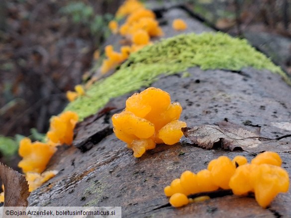 Dacrymyces chrysospermus