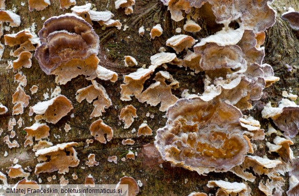 Trichaptum abietinum