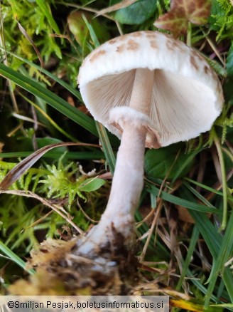 Macrolepiota mastoidea