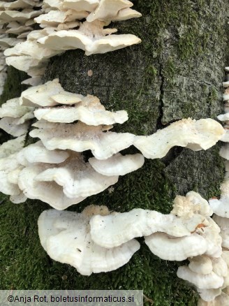 Trametes pubescens