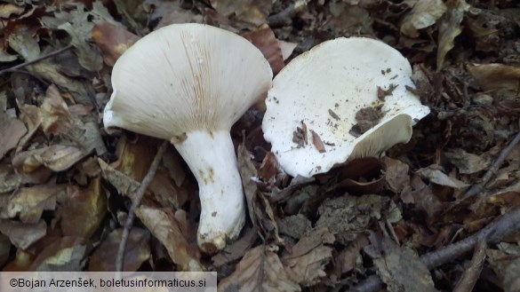 Lactarius piperatus