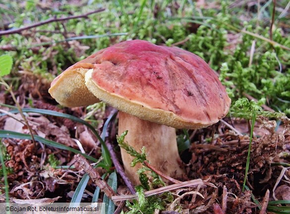 Hortiboletus bubalinus