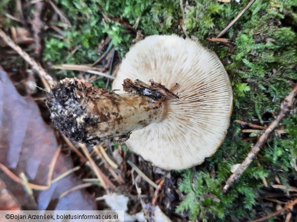 Lactarius necator