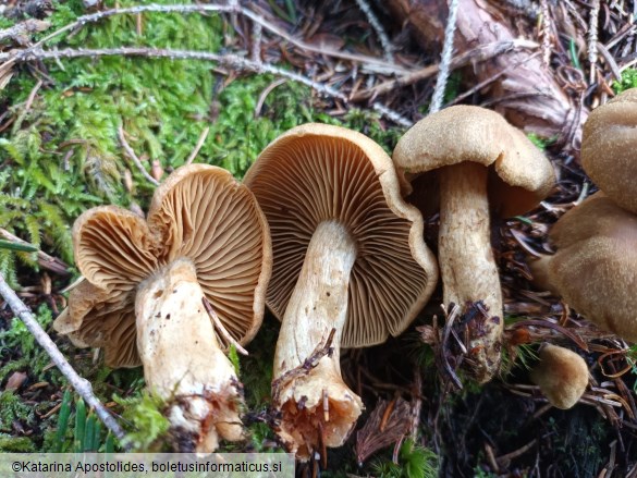 Cortinarius venetus