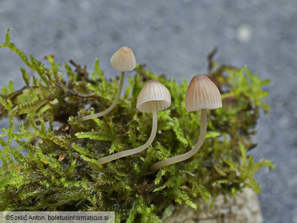 Linopodium filopes