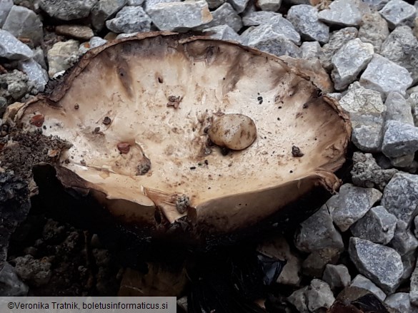 Agaricus bitorquis