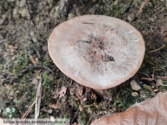 Tricholoma acerbum