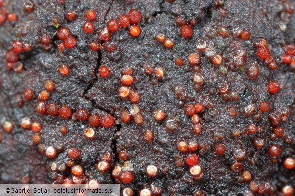 Dialonectria episphaeria