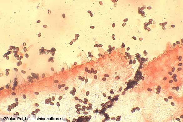 Psathyrella marquana