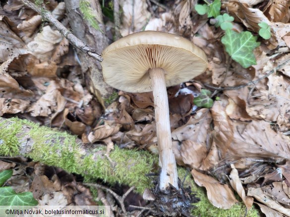Melanoleuca cognata
