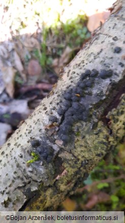 Hypoxylon fuscum
