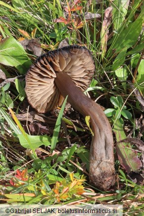 Hygrocybe ovina