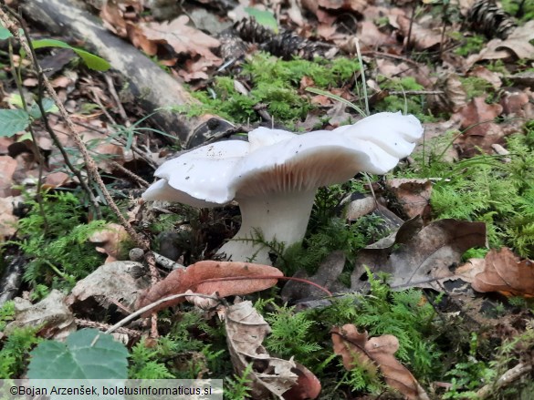 Tricholoma columbetta