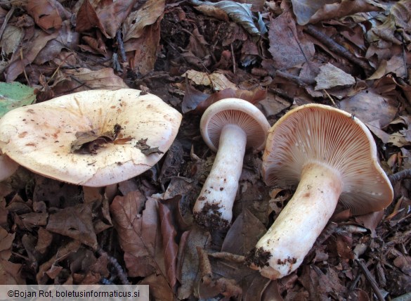 Lactarius pallidus