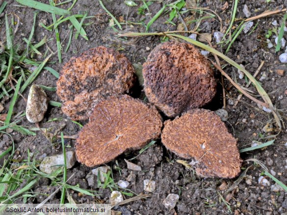 Gautieria morchelliformis