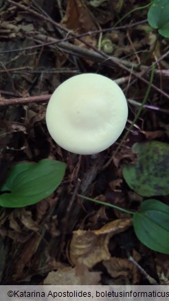 Melanoleuca strictipes
