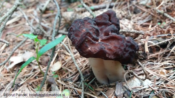 Gyromitra esculenta