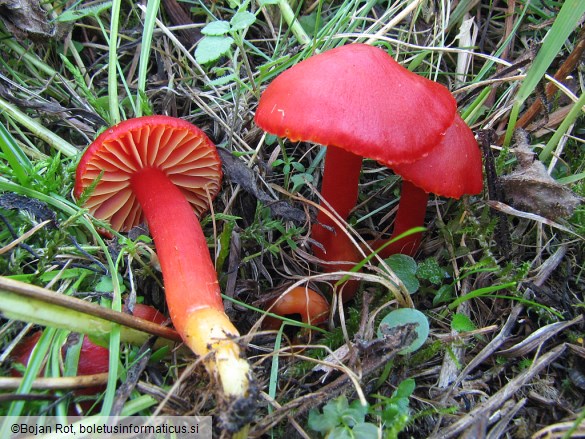 Hygrocybe coccinea
