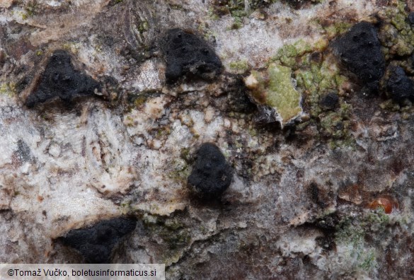 Lopadostoma dryophilum