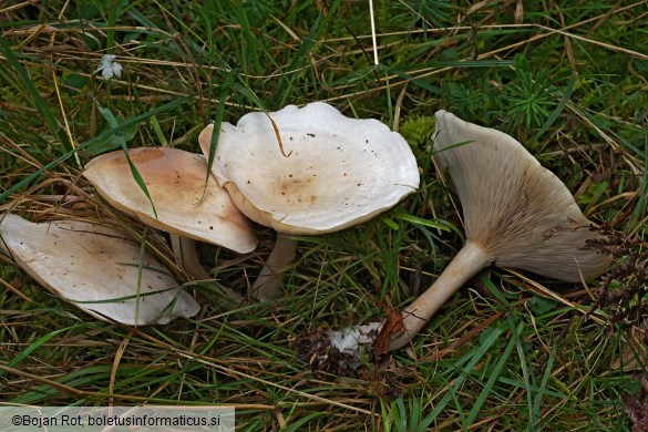 Clitocybe fasciculata