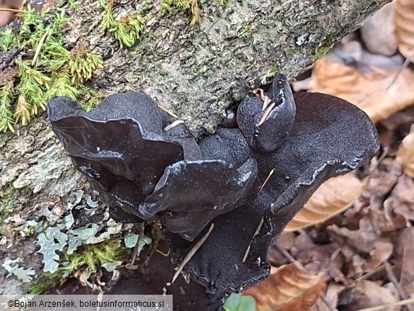 Exidia truncata
