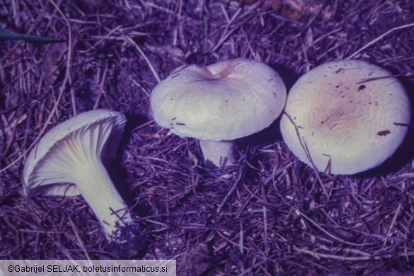 Hygrophorus queletii
