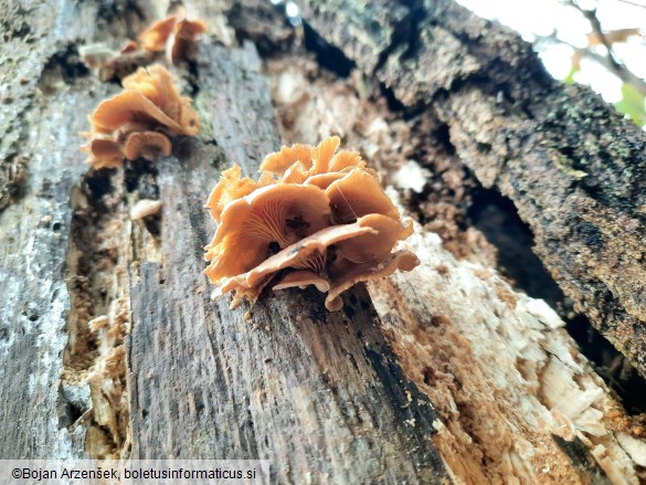 Panellus stipticus