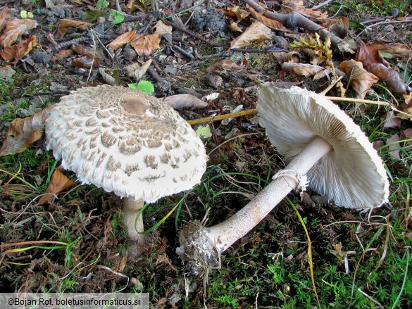 Macrolepiota permixta