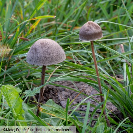 Panaeolina foenisecii