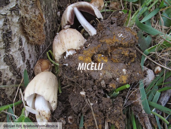 Coprinellus domesticus