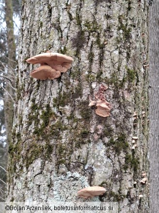 Hapalopilus nidulans
