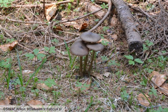 Entoloma hirtipes