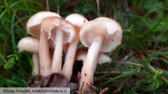 Gymnopus hariolorum