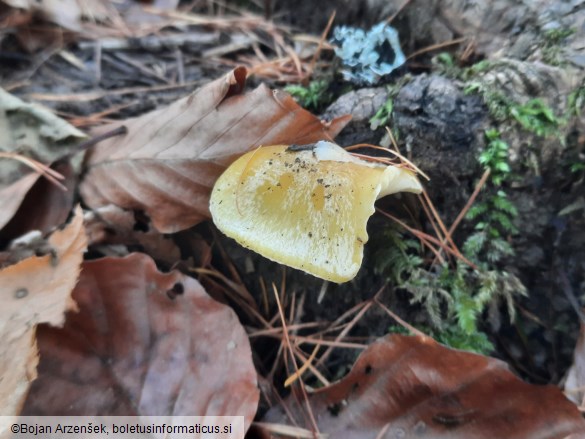 Hygrophorus lucorum