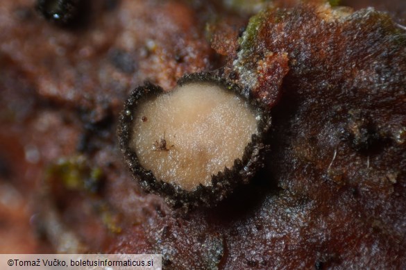 Crumenulopsis pinicola