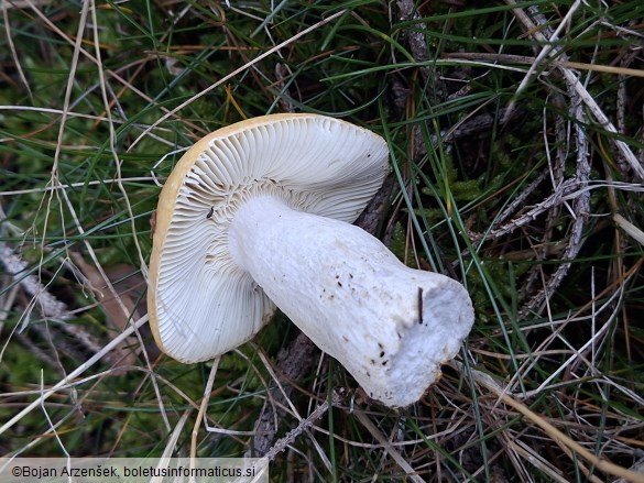 Russula ochroleuca