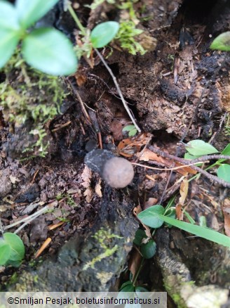 Xylaria polymorpha