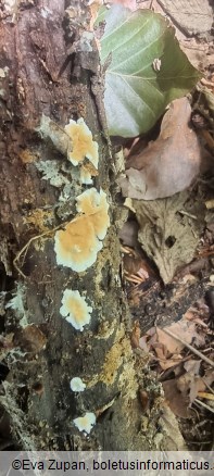 Steccherinum ochraceum