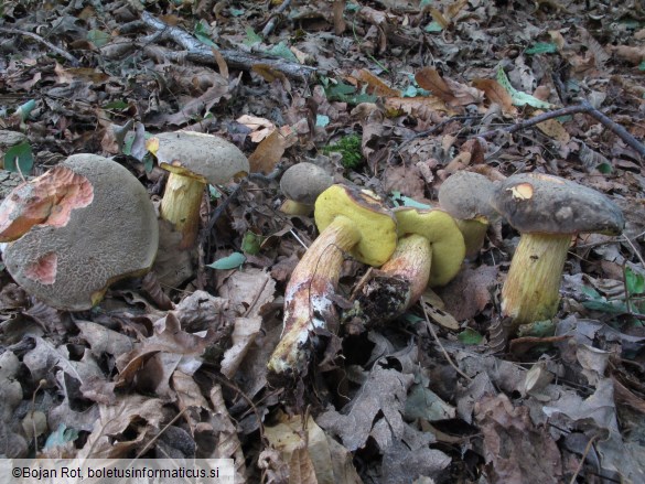 Xerocomellus cisalpinus